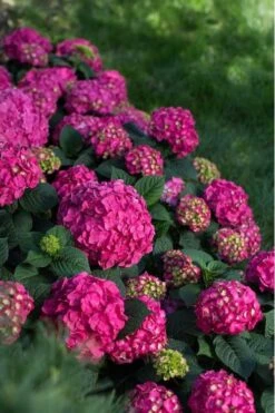Summer Crush Endless Summer Hydrangea - 1 Gallon Pot -Garden Plants Hydrangea Summer Crush Endless Summer 9