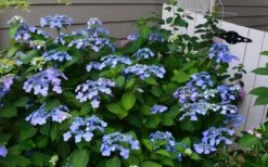 Twist-N-Shout Endless Summer Hydrangea - 3 Gallon Pot -Garden Plants Hydrangea Twist N Shout Blue Flowers 3