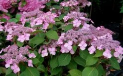Twist-N-Shout Endless Summer Hydrangea - 3 Gallon Pot -Garden Plants Hydrangea Twist N Shout Pink Flowers 2