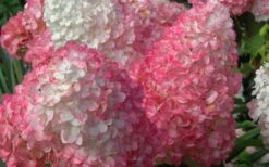 Vanilla Strawberry Hydrangea - 1 Gallon Pot -Garden Plants Hydrangea Vanilla Strawberry 2