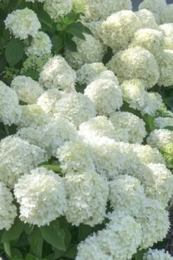White Wedding Hydrangea - 2 Gallon Pot -Garden Plants Hydrangea White Wedding 5 x750