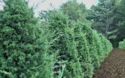Iowa Juniper - 3 Gallon Pot 8 Iowa Juniper - 3 Gallon Pot -Garden Plants Iowa Juniper 50