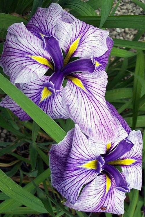 Anna Japanese Iris (Iris Ensata) - 1 Gallon Pot 5 Anna Japanese Iris (Iris Ensata) - 1 Gallon Pot - Image 5