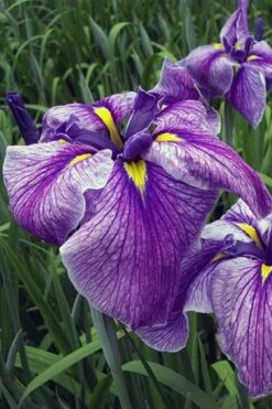 Anna Japanese Iris (Iris Ensata) - 1 Gallon Pot 10 Anna Japanese Iris (Iris Ensata) - 1 Gallon Pot -Garden Plants Iris Ensata Anna 3