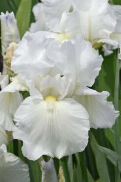 Immortality Tall Bearded Iris (Reblooming) - 1 Gallon Pot -Garden Plants Iris Germanica Immortality 4