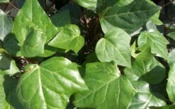 Algerian Ivy - Hedera Helix - 18 Count Flat Of Pint Pots -Garden Plants Ivy Algerian Closeup