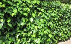 Algerian Ivy - Hedera Helix - 18 Count Flat Of Pint Pots -Garden Plants Ivy Algerian Landscape