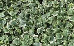 Anne Marie White Variegated Ivy (Hedera Helix) - 5 Pack Of Pint Pots -Garden Plants Ivy Anne Marie