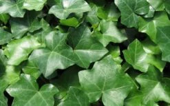 English Ivy (Hedera Helix) - 72 Pack Of 3.5" Pots -Garden Plants Ivy English 1