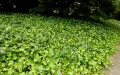 English Ivy (Hedera Helix) - 36 Pack Of 3.5" Pots -Garden Plants Ivy English 2
