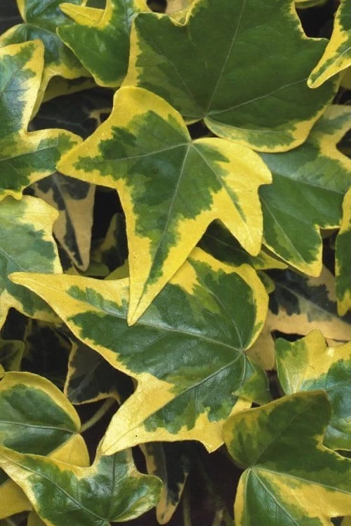 Gold Child Ivy (Hedera Helix) - 6 Pack Of Pint Pots 4 Gold Child Ivy (Hedera Helix) - 6 Pack Of Pint Pots - Image 4