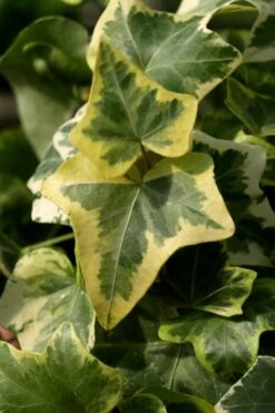Gold Child Ivy (Hedera Helix) - 10 Pack Of Pint Pots -Garden Plants Ivy Gold Child 3 1