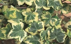 Golden Ingot Ivy - Hedera Helix - 3 Pack Of Pint Pots 9 Golden Ingot Ivy - Hedera Helix - 3 Pack Of Pint Pots -Garden Plants Ivy Golden Ingot