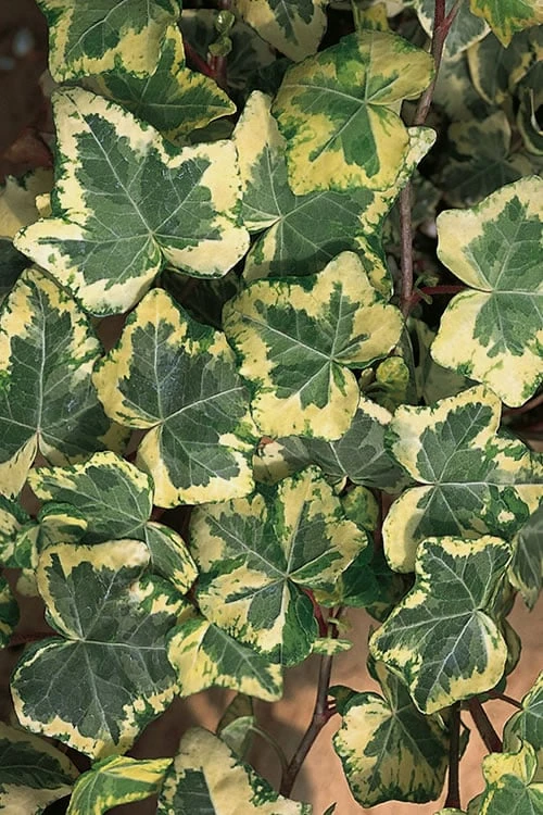 Golden Ingot Ivy - Hedera Helix - 3 Pack Of Pint Pots 1 Golden Ingot Ivy - Hedera Helix - 3 Pack Of Pint Pots