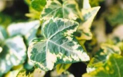 Golden Ingot Ivy - Hedera Helix - 3 Pack Of Pint Pots 8 Golden Ingot Ivy - Hedera Helix - 3 Pack Of Pint Pots -Garden Plants Ivy Golden Ingot Closeup