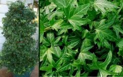 Needlepoint Ivy (Hedera Helix) - 5 Pack Of Pint Pots -Garden Plants Ivy Needlepoint Combo