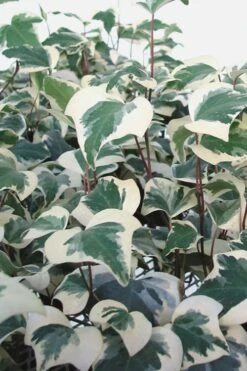 Variegated Algerian Ivy (Hedera Algeriensis 'Gloire De Marengo') - 6 Pack Of Pint Pots 10 Variegated Algerian Ivy (Hedera Algeriensis 'Gloire De Marengo') - 6 Pack Of Pint Pots -Garden Plants Ivy Variegated Algerian 500x750 1