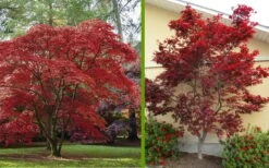 Emperor 1 Japanese Maple - 3 Gallon Pot -Garden Plants Japanese Maple 2 1