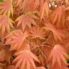 Autumn Moon Japanese Maple - 2 Gallon Pot