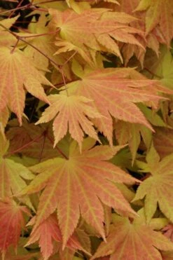 Autumn Moon Japanese Maple - 2 Gallon Pot -Garden Plants Japanese Maple Autumn Moon 3