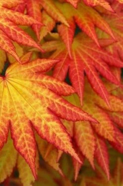 Autumn Moon Japanese Maple - 2 Gallon Pot -Garden Plants Japanese Maple Autumn Moon 4