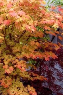 Autumn Moon Japanese Maple - 2 Gallon Pot -Garden Plants Japanese Maple Autumn Moon 7