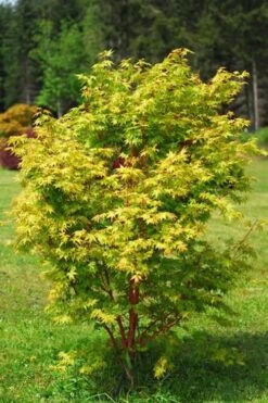Beni Kawa Coral Bark Japanese Maple - 3 Gallon Pot -Garden Plants Japanese Maple Beni Kawa 1
