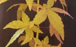 Bihou Yellow Bark Japanese Maple - 3 Gallon Pot -Garden Plants Japanese Maple Bihou Yellow Bark