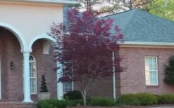 Bloodgood Red Leaf Japanese Maple - 1 Gallon Pot -Garden Plants Japanese Maple Bloodgood 2