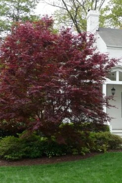 Bloodgood Red Leaf Japanese Maple - 7 Gallon Pot (4-5') -Garden Plants Japanese Maple Boodgood 20