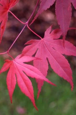 Bloodgood Red Leaf Japanese Maple - 7 Gallon Pot (4-5') -Garden Plants Japanese Maple Boodgood 22