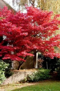 Bloodgood Red Leaf Japanese Maple - 7 Gallon Pot (4-5') -Garden Plants Japanese Maple Boodgood 23