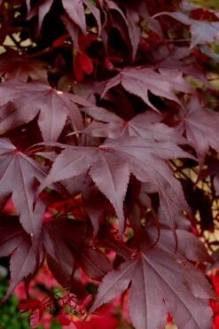 Bloodgood Red Leaf Japanese Maple - 7 Gallon Pot (4-5') -Garden Plants Japanese Maple Boodgood 24