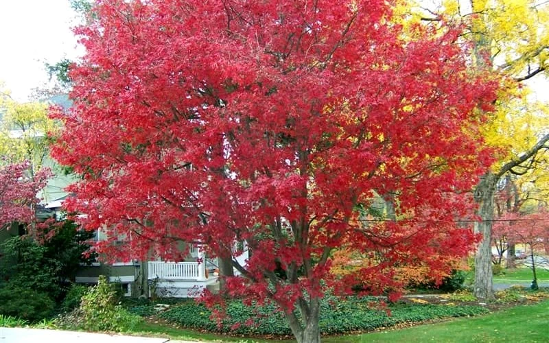 Burgundy Lace Japanese Maple - 5 Gallon Pot 5 Burgundy Lace Japanese Maple - 5 Gallon Pot - Image 5
