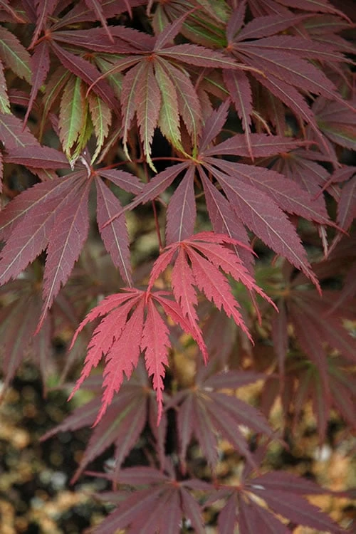 Burgundy Lace Japanese Maple - 5 Gallon Pot 1 Burgundy Lace Japanese Maple - 5 Gallon Pot