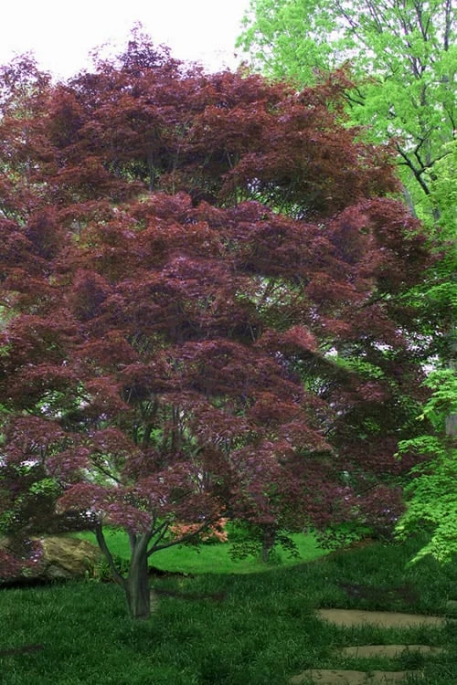Burgundy Lace Japanese Maple - 5 Gallon Pot 4 Burgundy Lace Japanese Maple - 5 Gallon Pot - Image 4