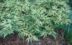 Butterfly Japanese Maple - 3 Gallon Pot 13 Butterfly Japanese Maple - 3 Gallon Pot -Garden Plants Japanese Maple Butterfly 3