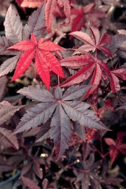 Emperor 1 Japanese Maple - 3 Gallon Pot -Garden Plants Japanese Maple Emperor 1 500x750 2