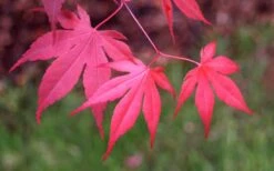 Bloodgood Red Leaf Japanese Maple - 1 Gallon Pot -Garden Plants Japanese Maple Fall Color