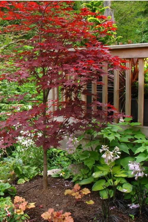 Fireglow Red Leaf Japanese Maple - 1 Gallon Pot 4 Fireglow Red Leaf Japanese Maple - 1 Gallon Pot - Image 4