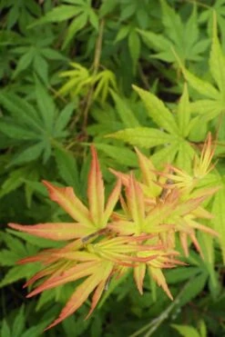 Glowing Embers Japanese Maple - 3 Gallon Pot -Garden Plants Japanese Maple Glowing Embers 6
