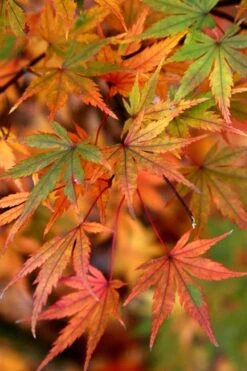 Glowing Embers Japanese Maple - 3 Gallon Pot -Garden Plants Japanese Maple Glowing Embers 7