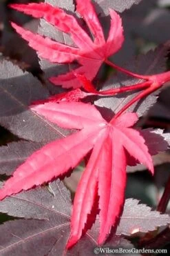 Red 'N Summer Japanese Maple - Acer Palmatum 'Hefner's Red' - 3 Gallon Pot -Garden Plants Japanese Maple Hefners Red 20