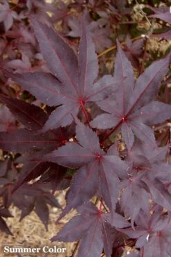Red 'N Summer Japanese Maple - Acer Palmatum 'Hefner's Red' - 1 Gallon Pot -Garden Plants Japanese Maple Hefners Red 21 1