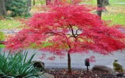 Inaba Shidare Red Japanese Maple - 3 Gallon Pot -Garden Plants Japanese Maple Inaba Shidare 2