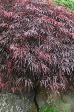 Inaba Shidare Red Japanese Maple - 2 Gallon Pot -Garden Plants Japanese Maple Inaba Shidare 5 1