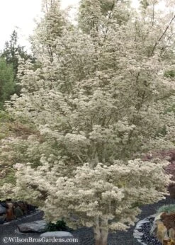 Ukigumo Floating Cloud Ghost Japanese Maple - 7 Gallon Pot 11 Ukigumo Floating Cloud Ghost Japanese Maple - 7 Gallon Pot -Garden Plants Japanese Maple Okigumo 15