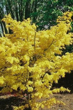 Orange Dream Japanese Maple - 2 Gallon Pot -Garden Plants Japanese Maple Orange Dream 10