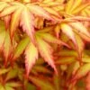 Orange Dream Japanese Maple - 2 Gallon Pot