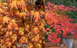 Orange Dream Japanese Maple - 2 Gallon Pot -Garden Plants Japanese Maple Orange Dream Spring Fall
